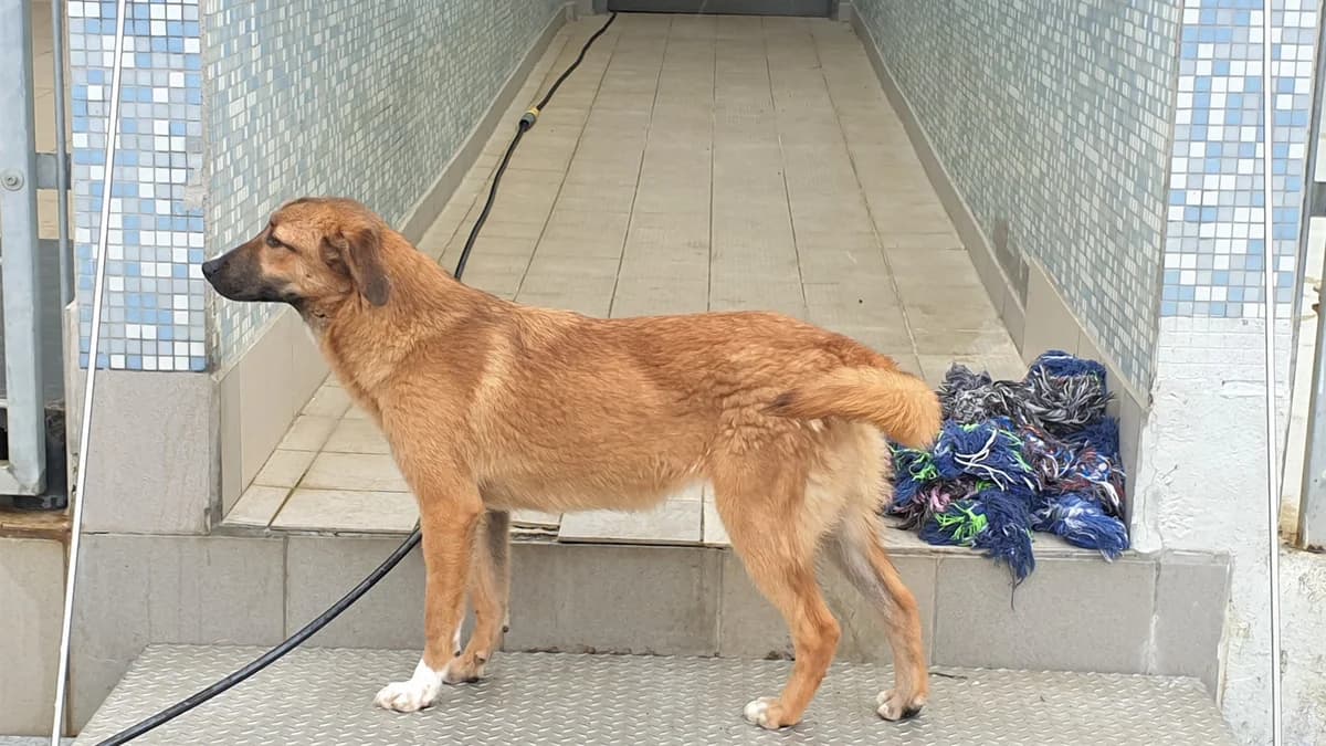 Eliza, female Mixed Breed for adoption at BMT Tierheim Pfullingen, Pfullingen — photo 5 of 7