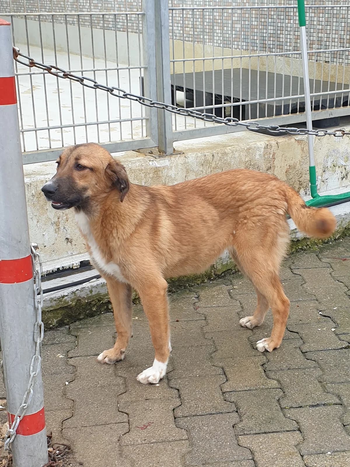 Eliza, female Mixed Breed for adoption at BMT Tierheim Pfullingen, Pfullingen — photo 6 of 7