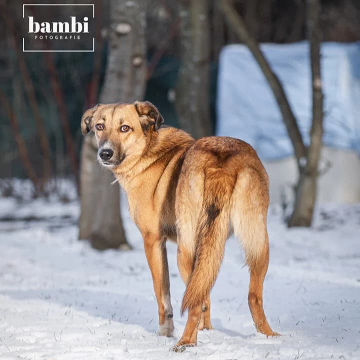 Eliza, female Mixed Breed for adoption at BMT Tierheim Pfullingen, Pfullingen — photo 7 of 7