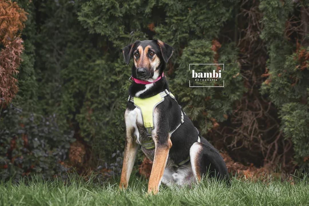 Simba, male 4yo Mixed Breed for adoption at BMT Tierheim Pfullingen, Pfullingen