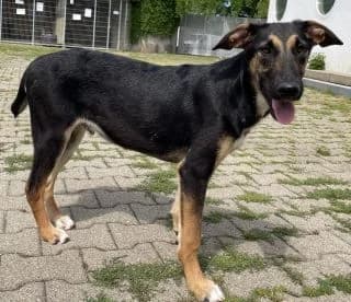 Simba, male Mixed Breed for adoption at BMT Tierheim Pfullingen, Pfullingen — photo 2 of 7