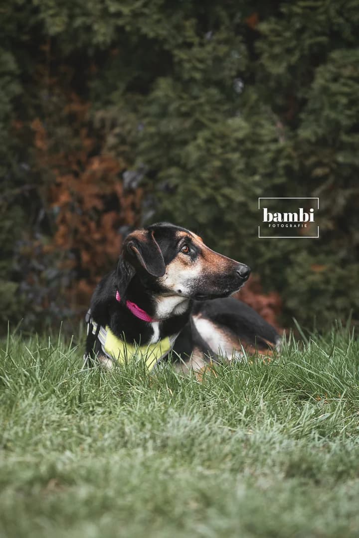 Simba, male Mixed Breed for adoption at BMT Tierheim Pfullingen, Pfullingen — photo 3 of 7