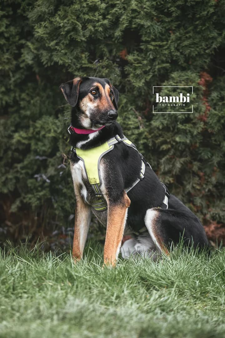 Simba, male Mixed Breed for adoption at BMT Tierheim Pfullingen, Pfullingen — photo 4 of 7