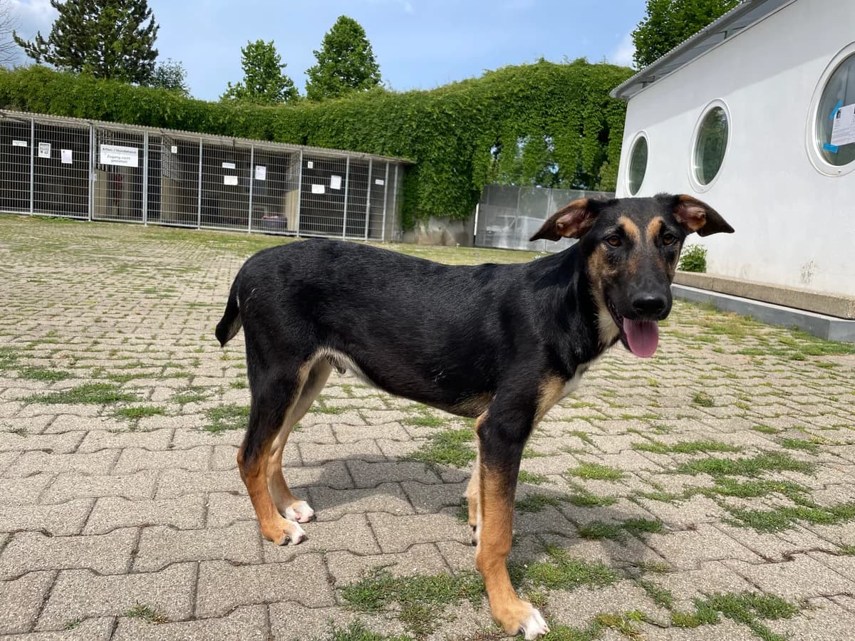 Simba, male Mixed Breed for adoption at BMT Tierheim Pfullingen, Pfullingen — photo 5 of 7