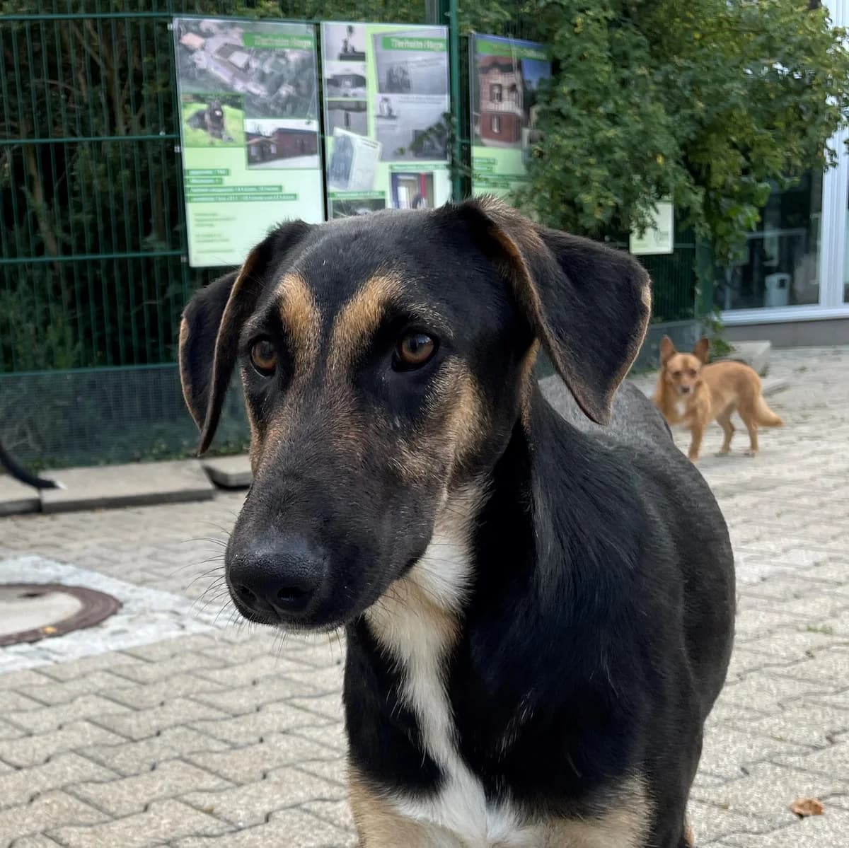 Simba, male Mixed Breed for adoption at BMT Tierheim Pfullingen, Pfullingen — photo 6 of 7