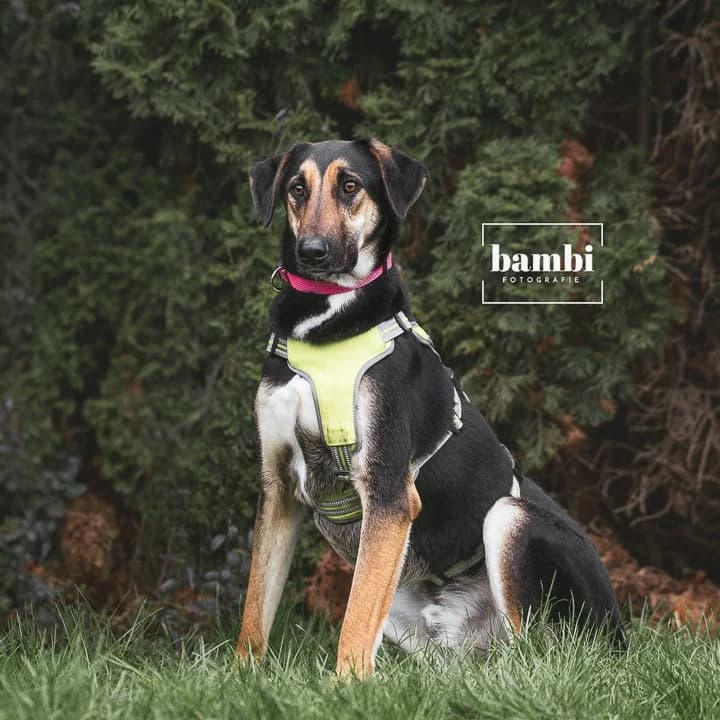 Simba, male Mixed Breed for adoption at BMT Tierheim Pfullingen, Pfullingen — photo 7 of 7