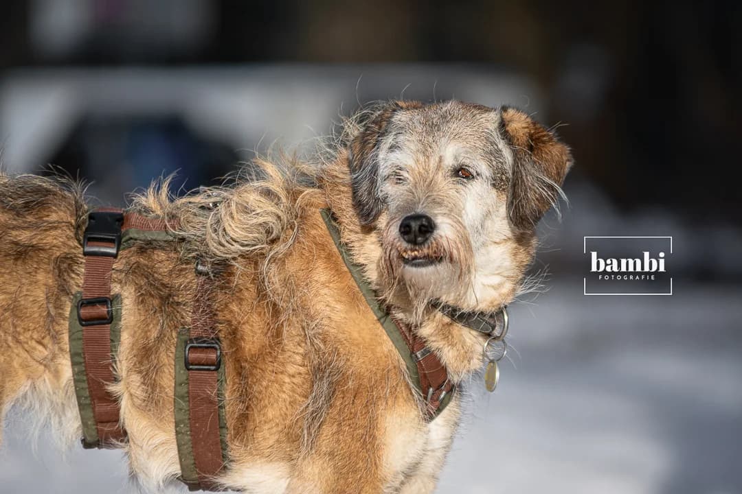 Rosie, female Mixed Breed for adoption at BMT Tierheim Pfullingen, Pfullingen