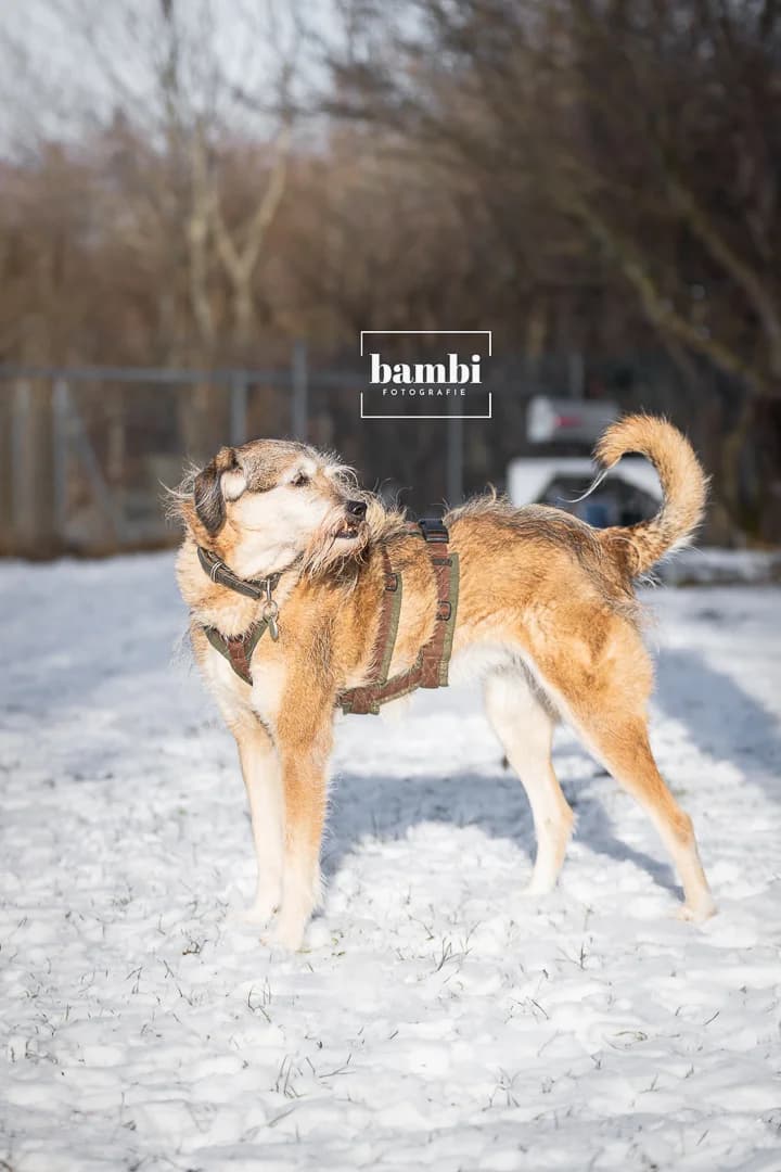 Rosie, female Mixed Breed for adoption at BMT Tierheim Pfullingen, Pfullingen — photo 2 of 11