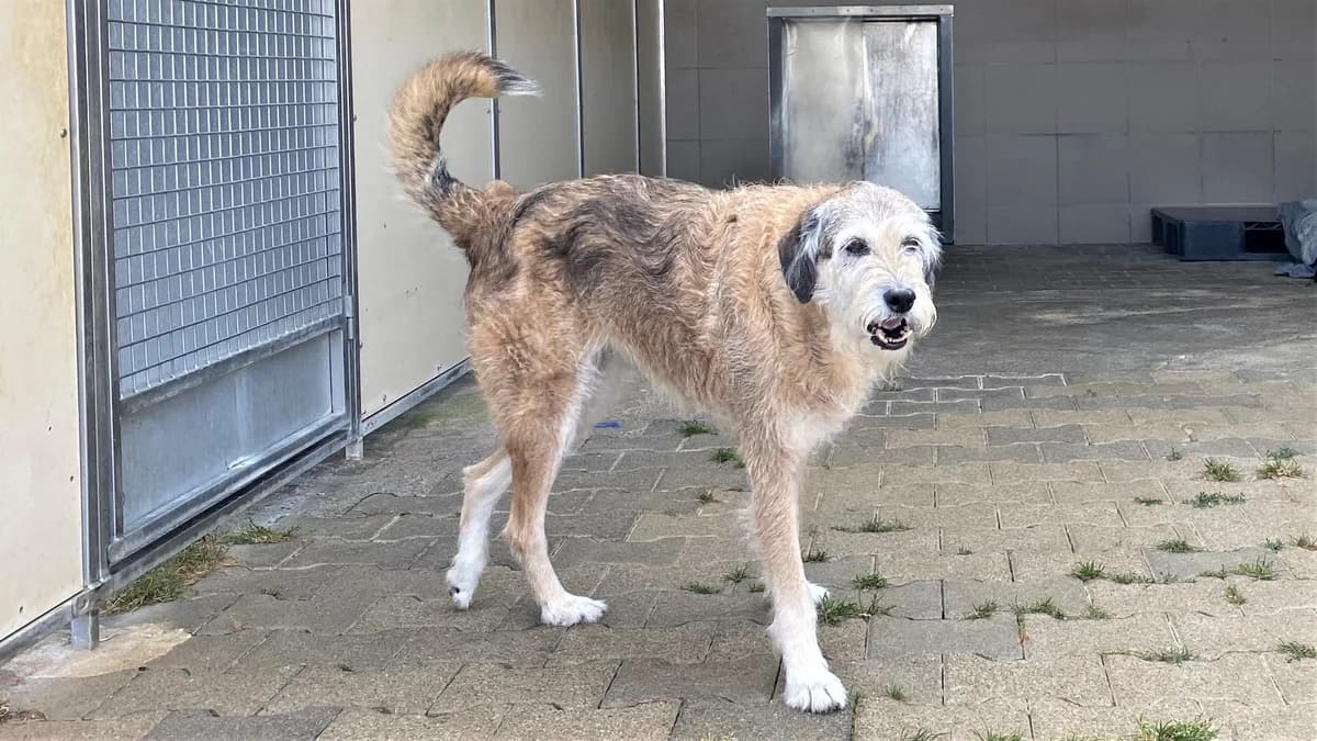 Rosie, female Mixed Breed for adoption at BMT Tierheim Pfullingen, Pfullingen — photo 3 of 11