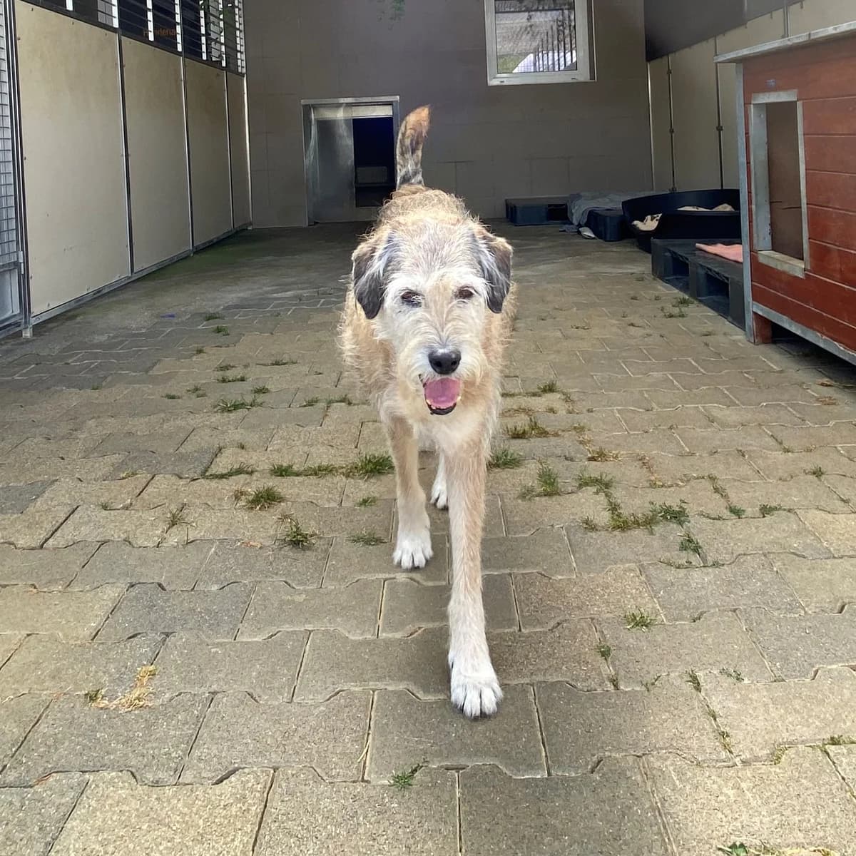 Rosie, female Mixed Breed for adoption at BMT Tierheim Pfullingen, Pfullingen — photo 4 of 11