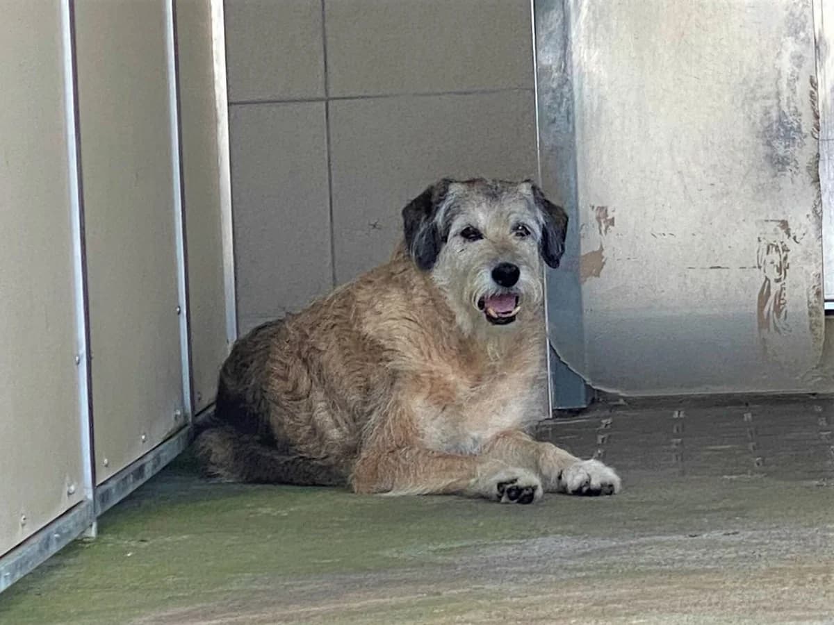 Rosie, female Mixed Breed for adoption at BMT Tierheim Pfullingen, Pfullingen — photo 5 of 11