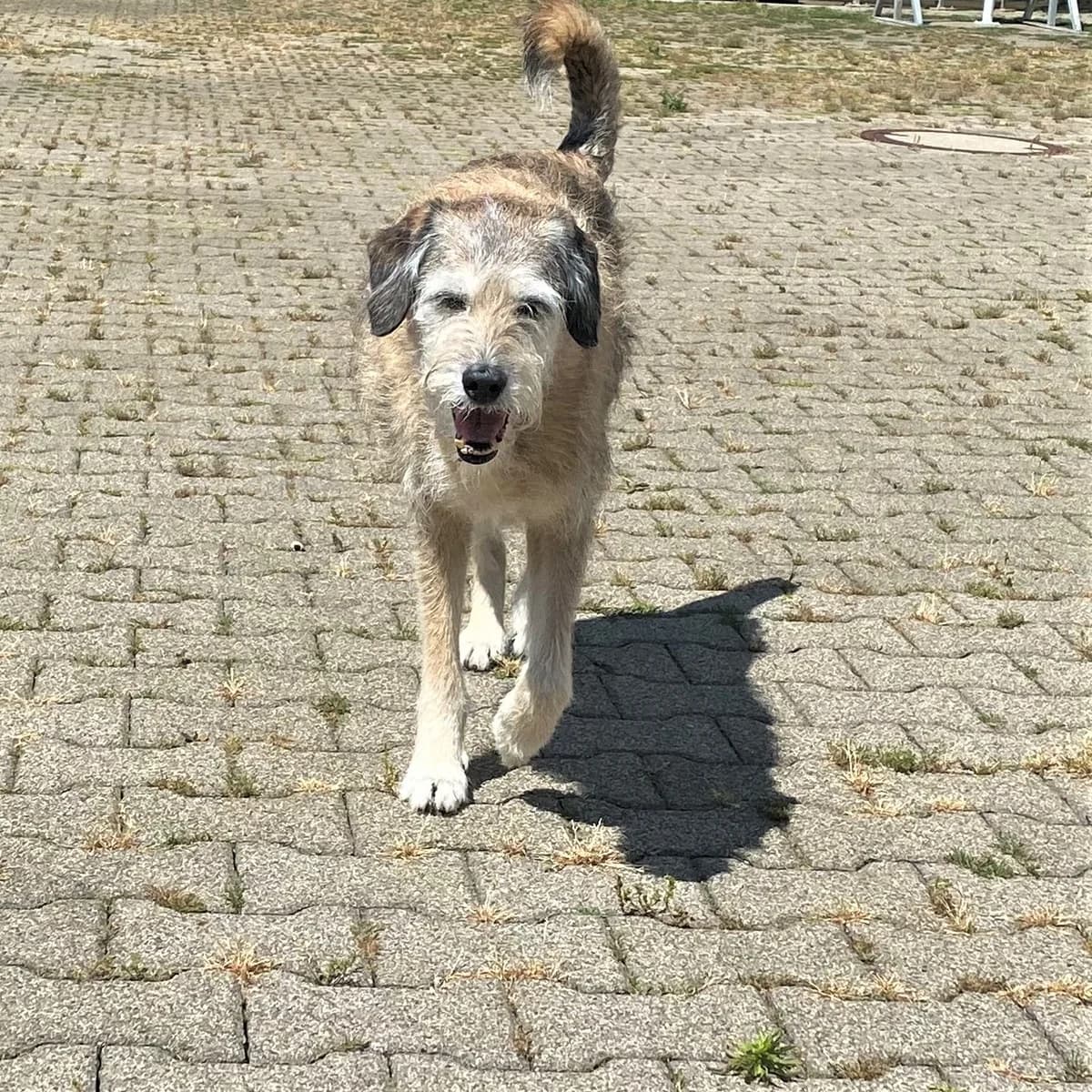 Rosie, female Mixed Breed for adoption at BMT Tierheim Pfullingen, Pfullingen — photo 6 of 11
