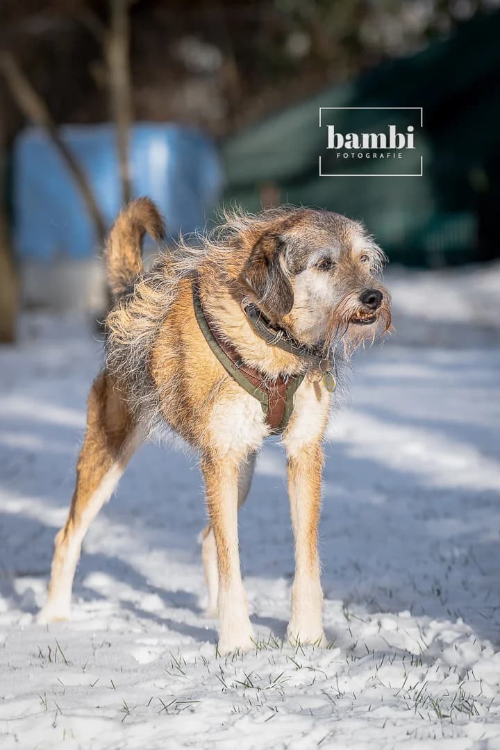 Rosie, female Mixed Breed for adoption at BMT Tierheim Pfullingen, Pfullingen — photo 7 of 11