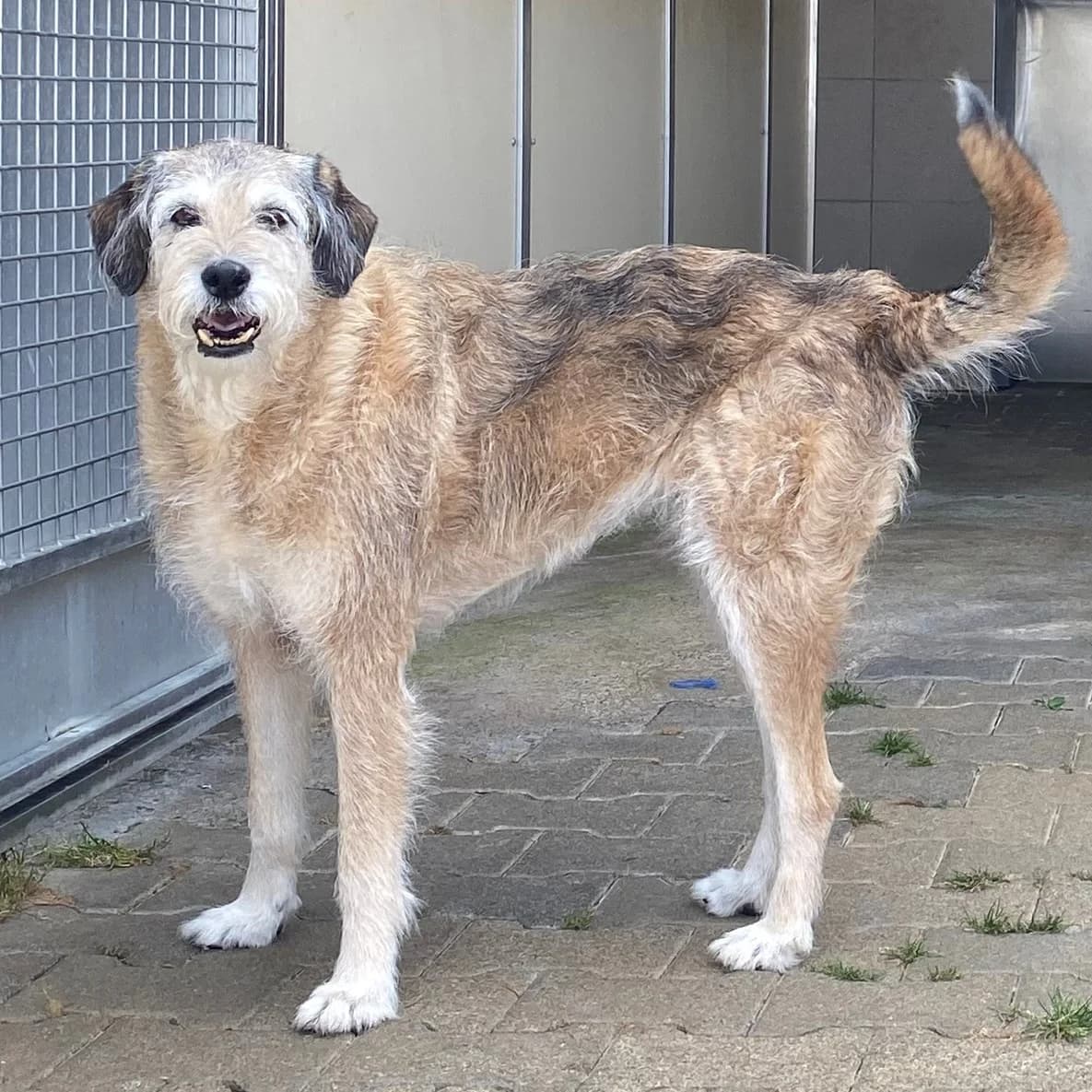 Rosie, female Mixed Breed for adoption at BMT Tierheim Pfullingen, Pfullingen — photo 8 of 11