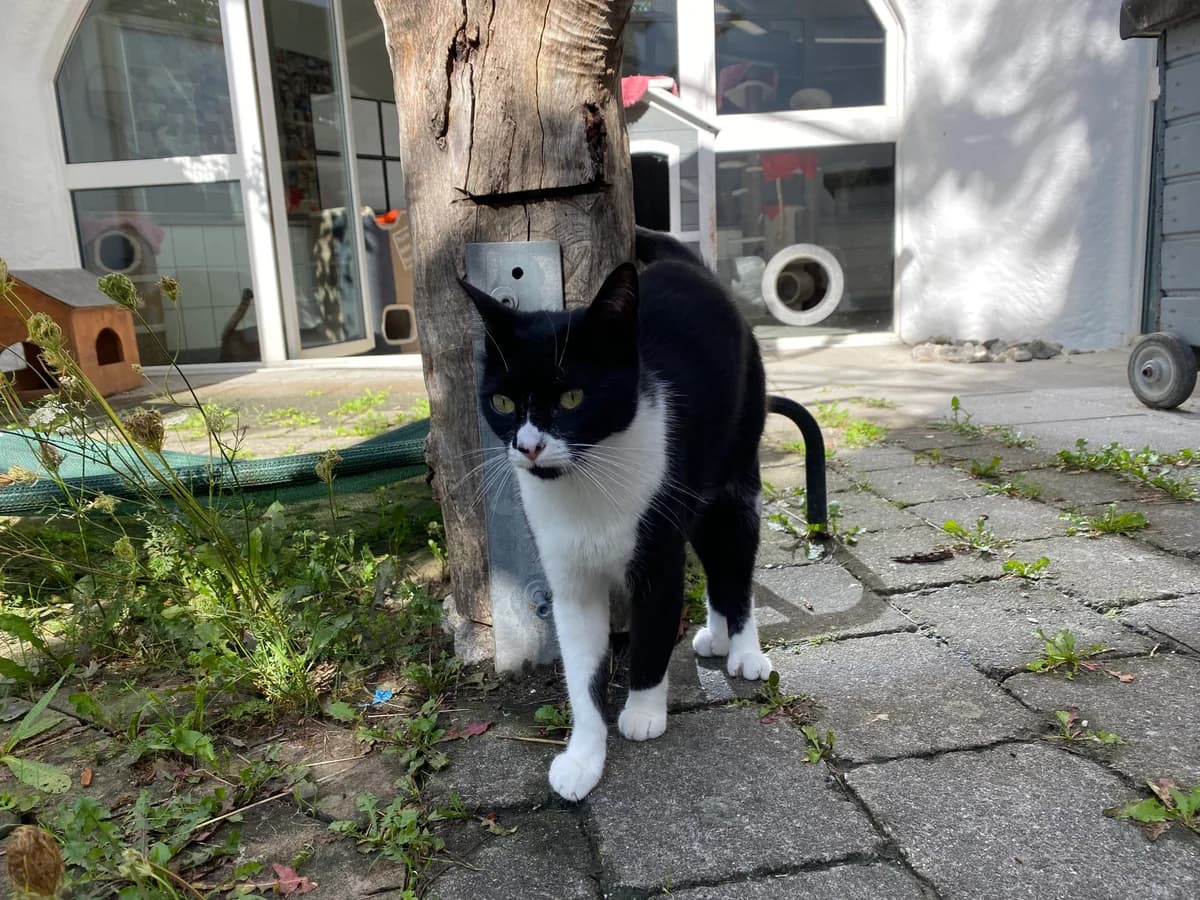 Erea, female European Shorthair for adoption at BMT Tierheim Pfullingen, Pfullingen — photo 2 of 7