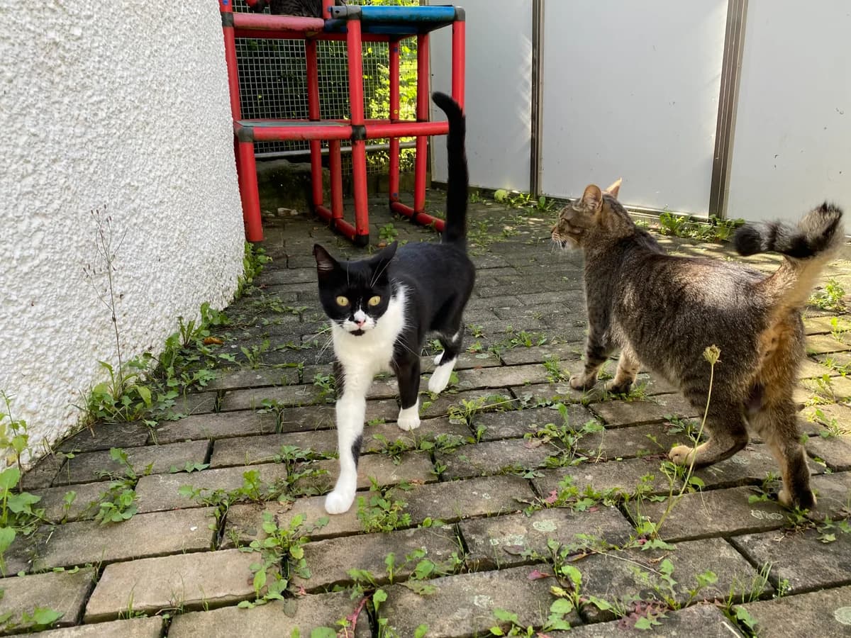 Erea, female European Shorthair for adoption at BMT Tierheim Pfullingen, Pfullingen — photo 3 of 7