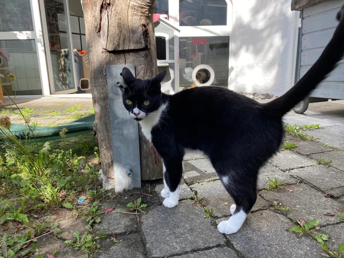 Erea, female European Shorthair for adoption at BMT Tierheim Pfullingen, Pfullingen — photo 4 of 7