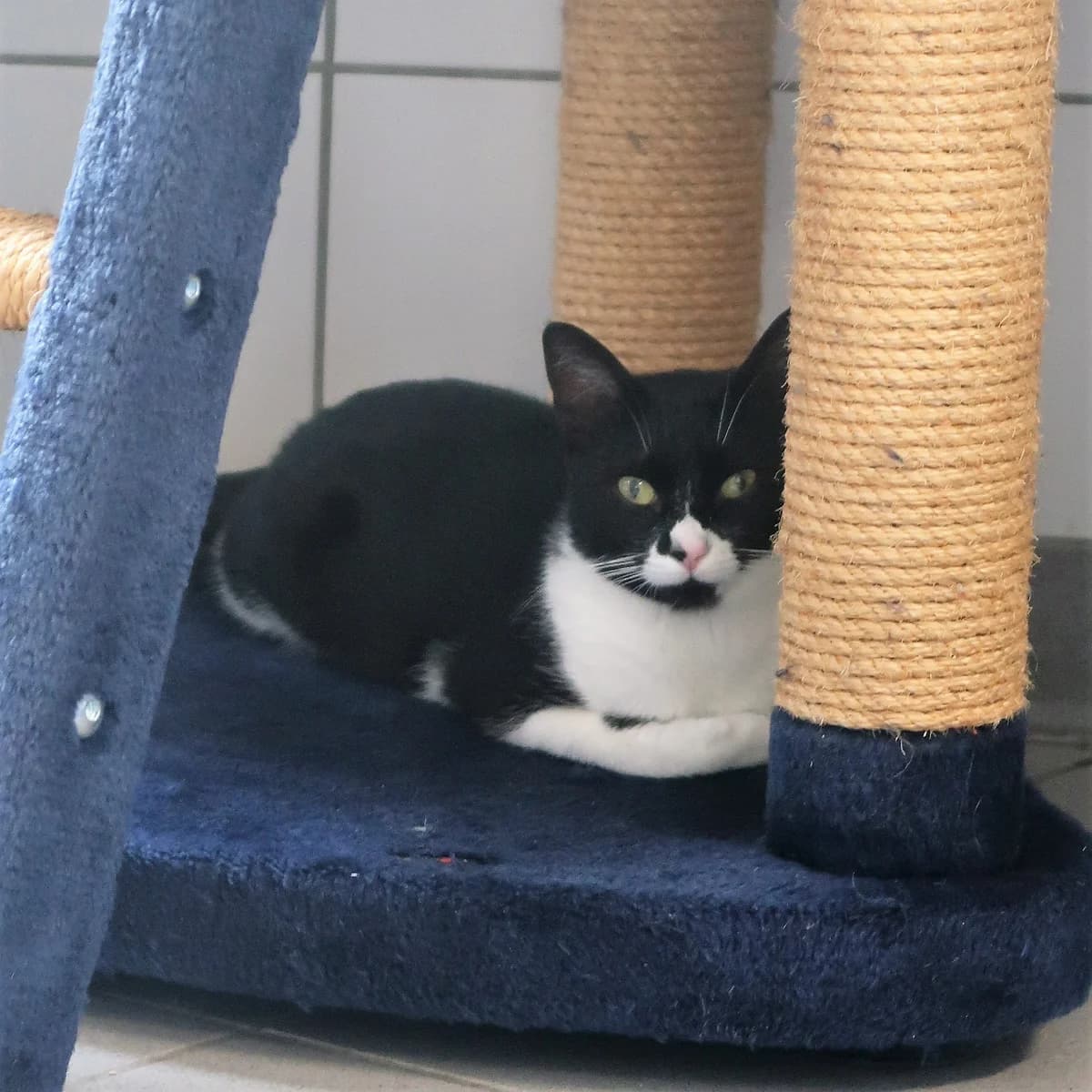 Erea, female European Shorthair for adoption at BMT Tierheim Pfullingen, Pfullingen — photo 5 of 7