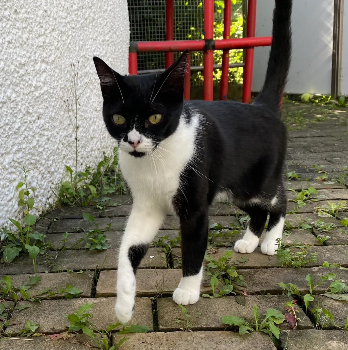 Erea, female European Shorthair for adoption at BMT Tierheim Pfullingen, Pfullingen — photo 7 of 7