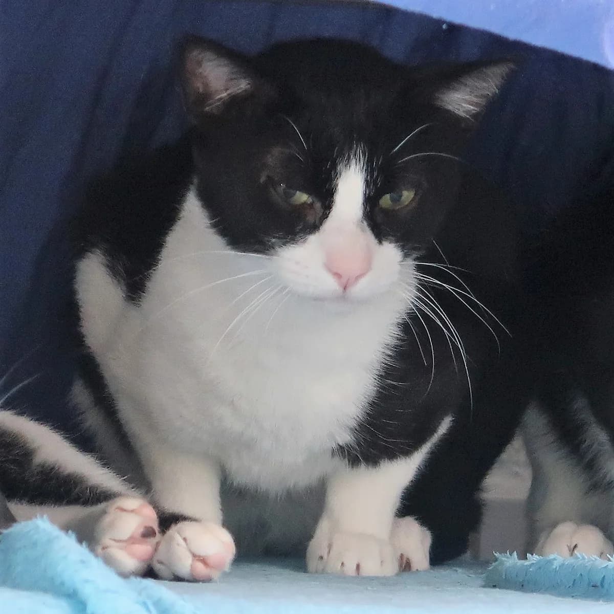 Claus, male European Shorthair for adoption at BMT Tierheim Pfullingen, Pfullingen — photo 2 of 7