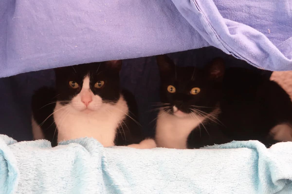 Claus, male European Shorthair for adoption at BMT Tierheim Pfullingen, Pfullingen — photo 4 of 7