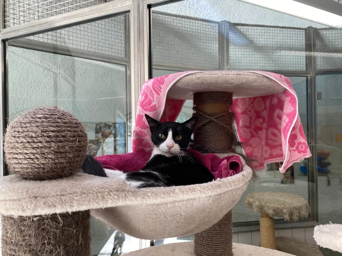 Claus, male European Shorthair for adoption at BMT Tierheim Pfullingen, Pfullingen — photo 5 of 7