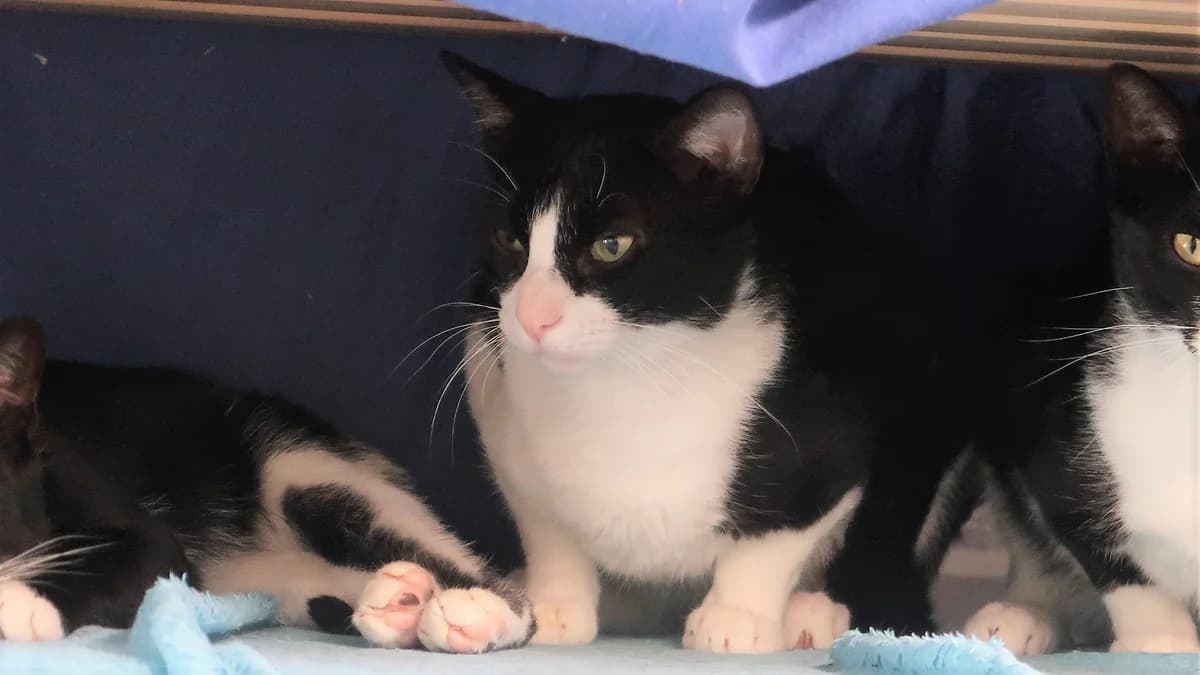 Claus, male European Shorthair for adoption at BMT Tierheim Pfullingen, Pfullingen — photo 6 of 7