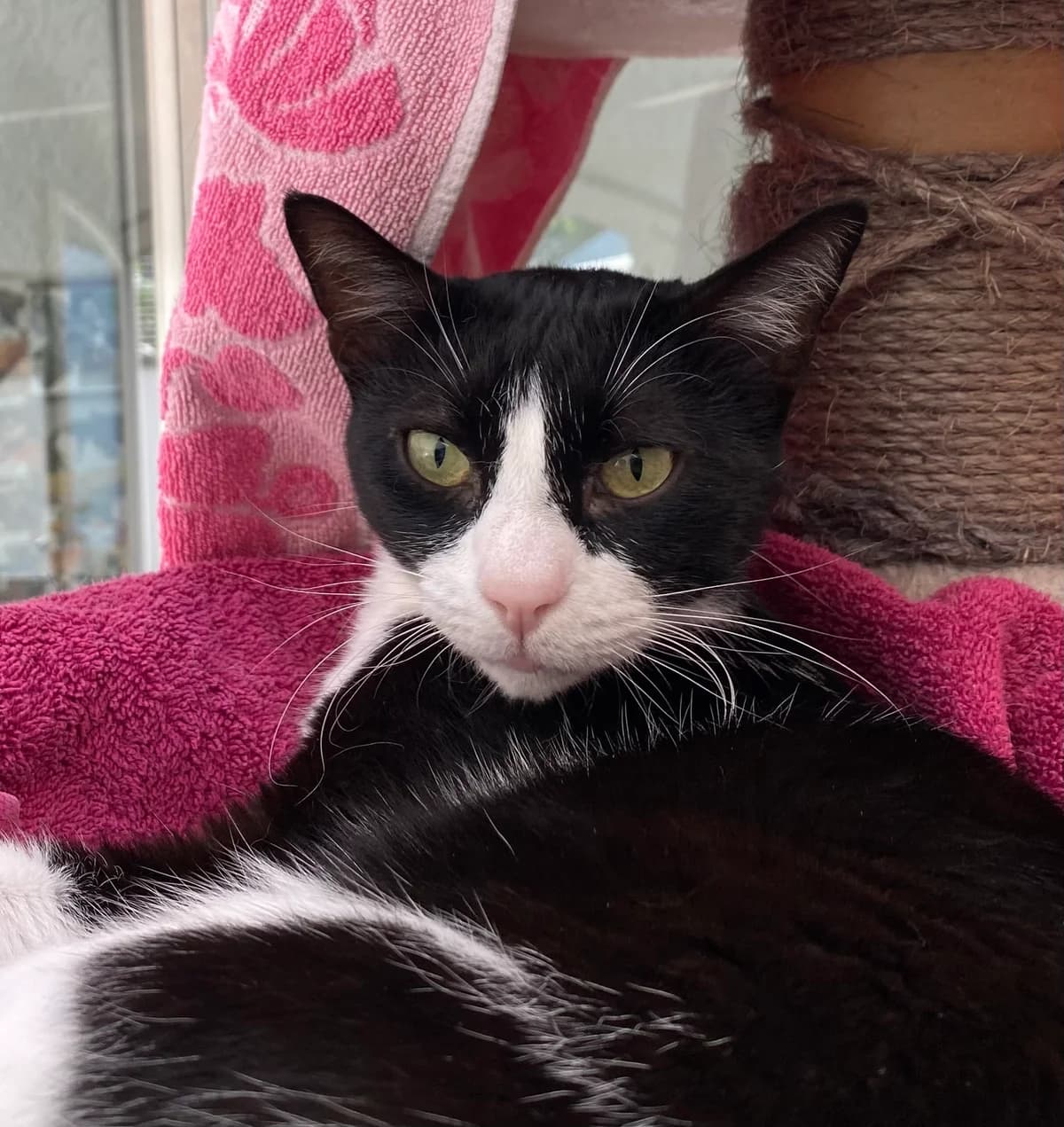 Claus, male European Shorthair for adoption at BMT Tierheim Pfullingen, Pfullingen — photo 7 of 7