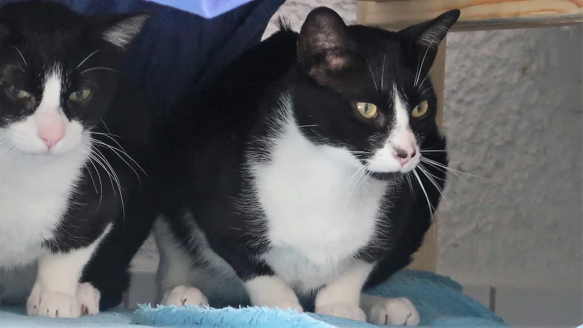 Gadiel, male 4yo European Shorthair for adoption at BMT Tierheim Pfullingen, Pfullingen
