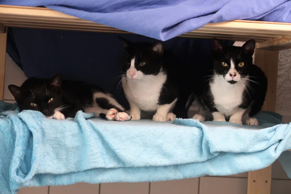 Gadiel, male European Shorthair for adoption at BMT Tierheim Pfullingen, Pfullingen — photo 2 of 6