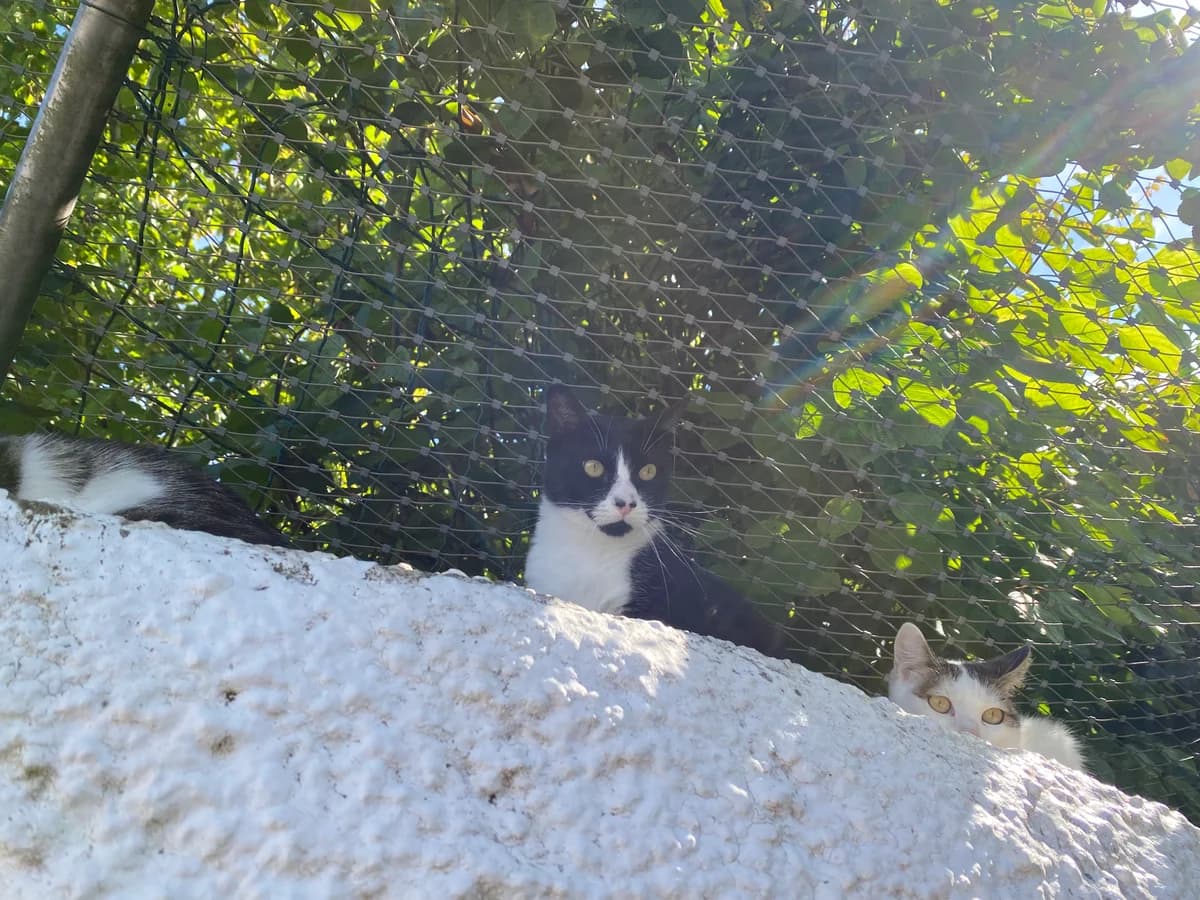 Gadiel, male European Shorthair for adoption at BMT Tierheim Pfullingen, Pfullingen — photo 3 of 6