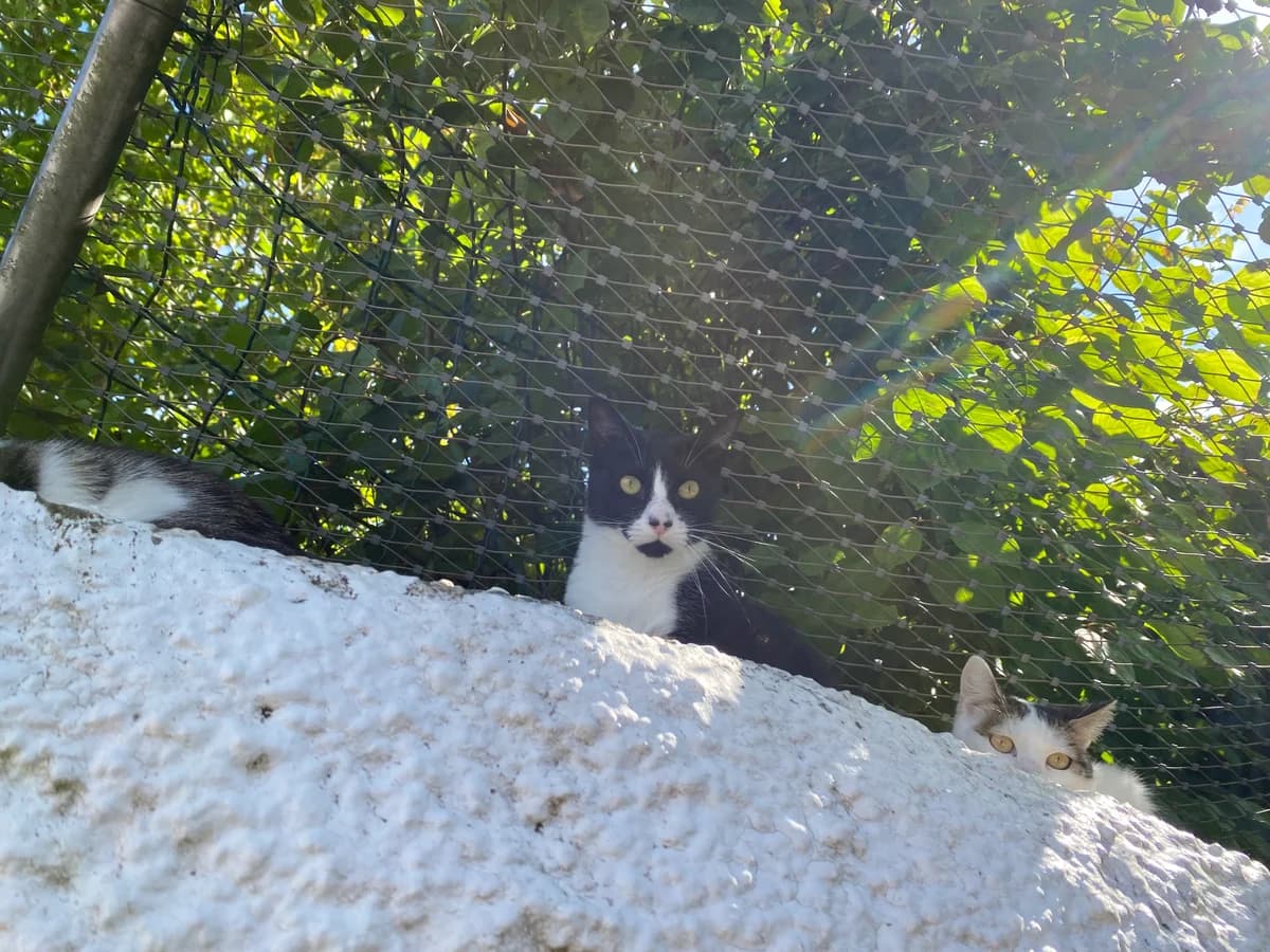 Gadiel, male European Shorthair for adoption at BMT Tierheim Pfullingen, Pfullingen — photo 4 of 6