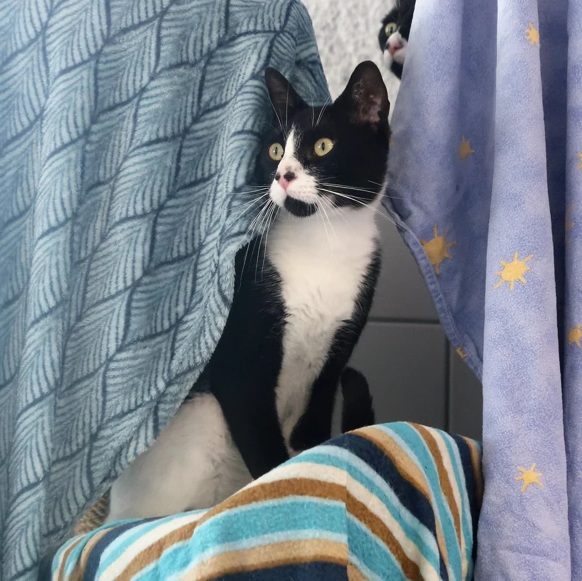 Gadiel, male European Shorthair for adoption at BMT Tierheim Pfullingen, Pfullingen — photo 5 of 6
