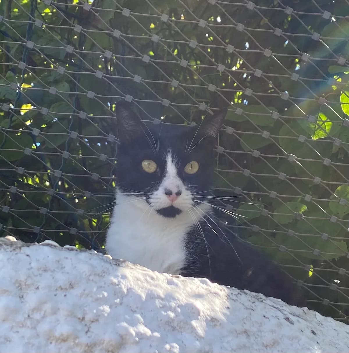 Gadiel, male European Shorthair for adoption at BMT Tierheim Pfullingen, Pfullingen — photo 6 of 6