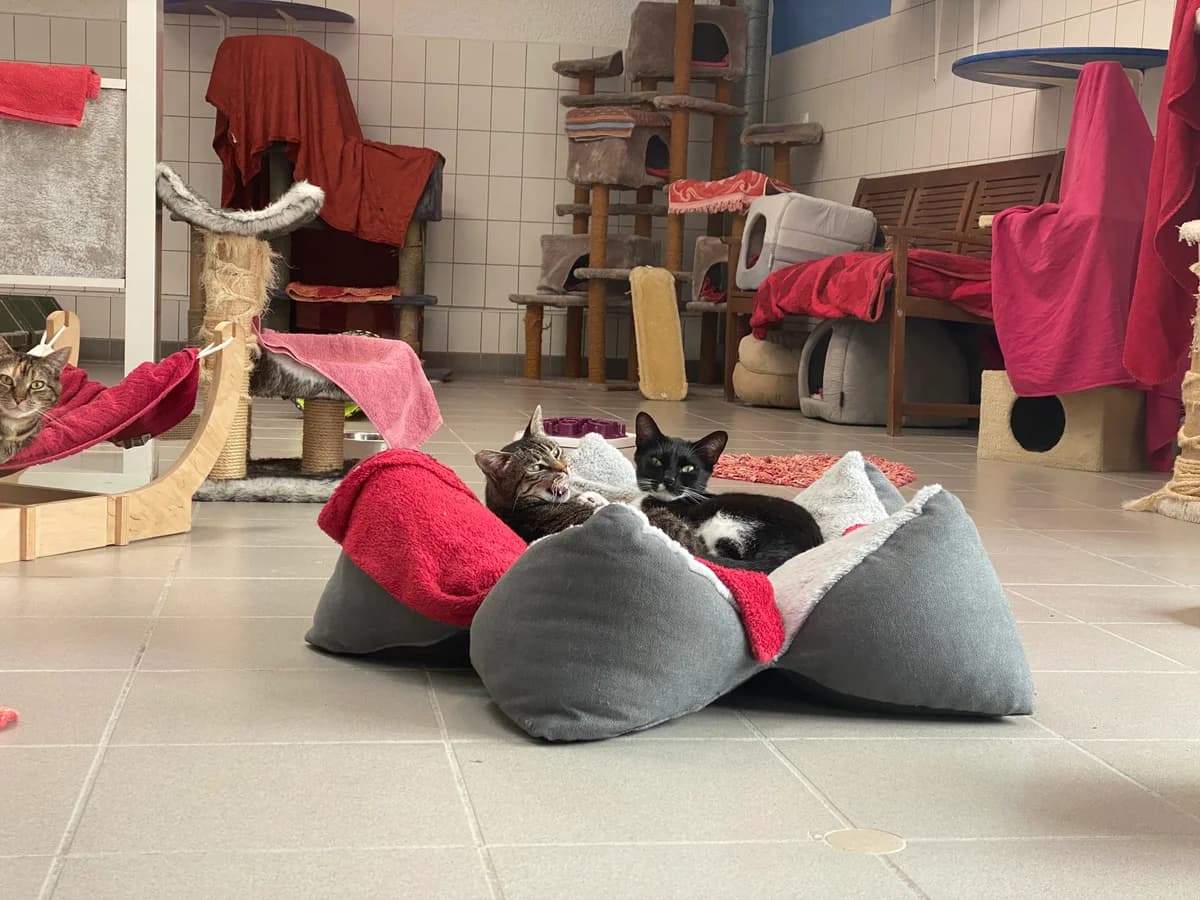 Xantia, female 5yo European Shorthair for adoption at BMT Tierheim Pfullingen, Pfullingen
