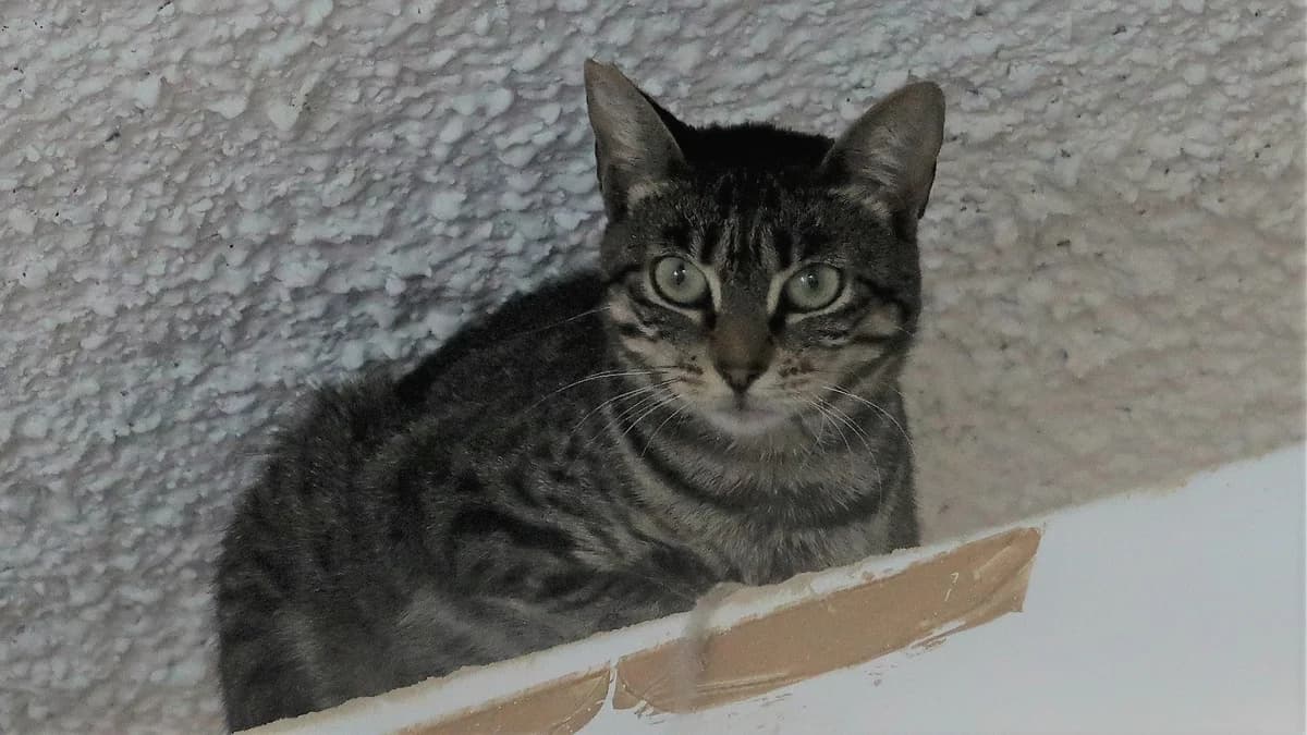 Xantia, female European Shorthair for adoption at BMT Tierheim Pfullingen, Pfullingen — photo 2 of 4