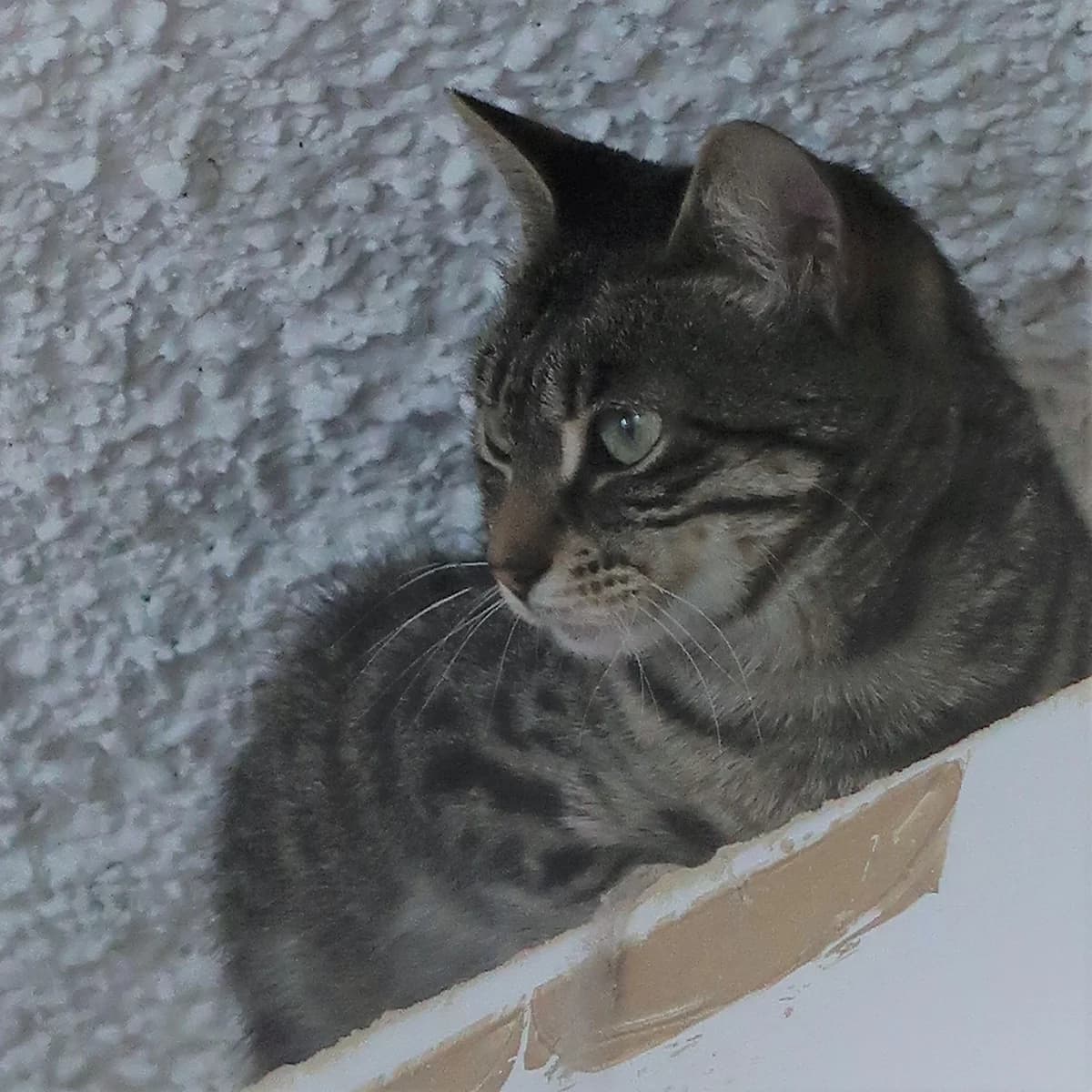 Xantia, female European Shorthair for adoption at BMT Tierheim Pfullingen, Pfullingen — photo 3 of 4