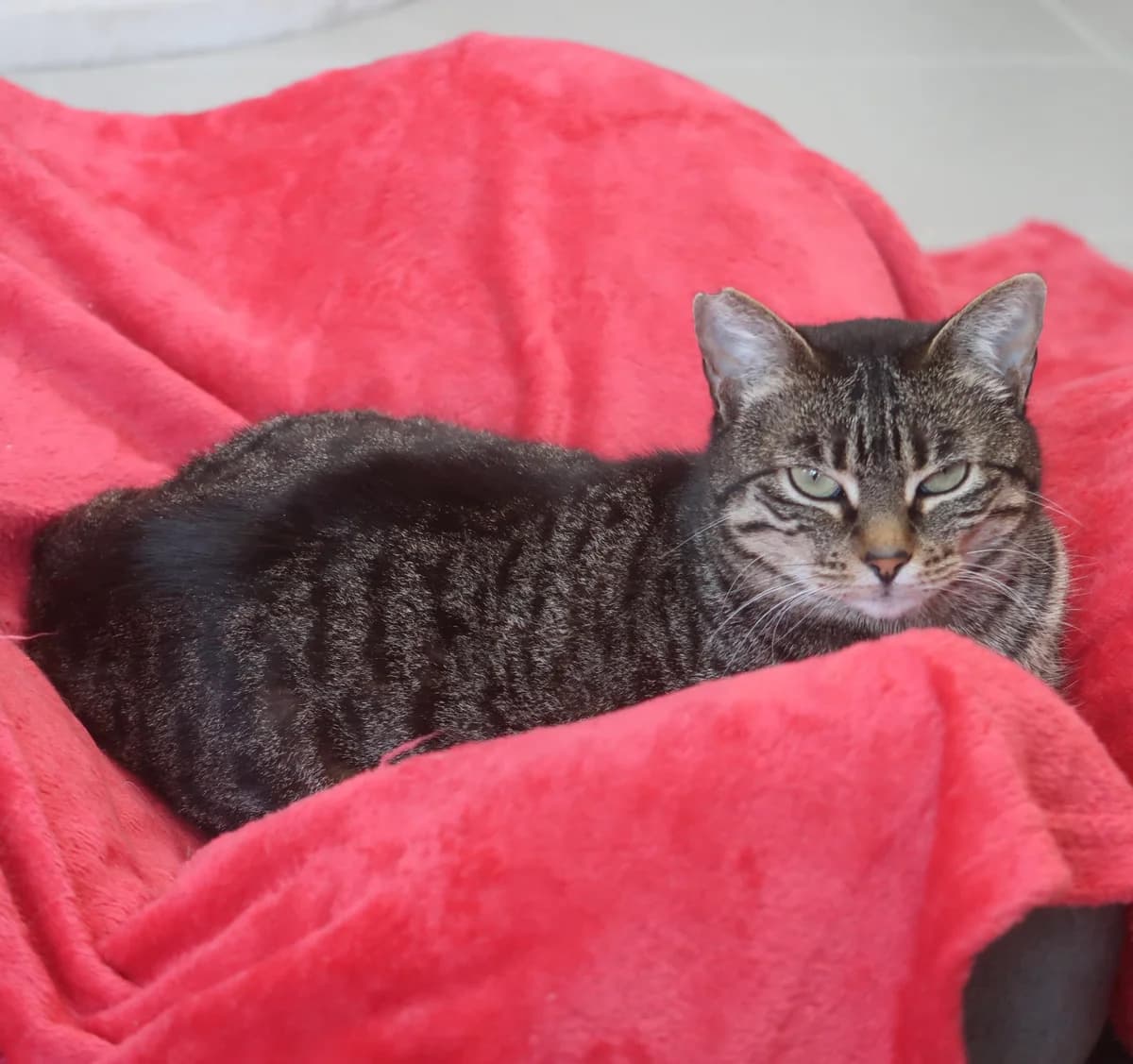 Xantia, female European Shorthair for adoption at BMT Tierheim Pfullingen, Pfullingen — photo 4 of 4