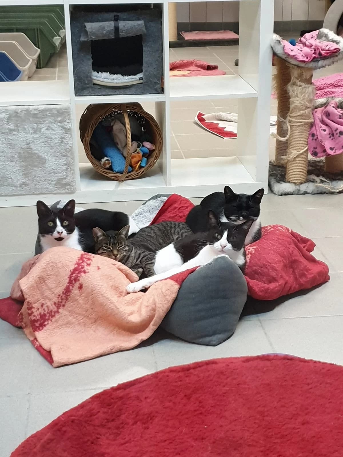 Aslan, male European Shorthair for adoption at BMT Tierheim Pfullingen, Pfullingen — photo 3 of 6