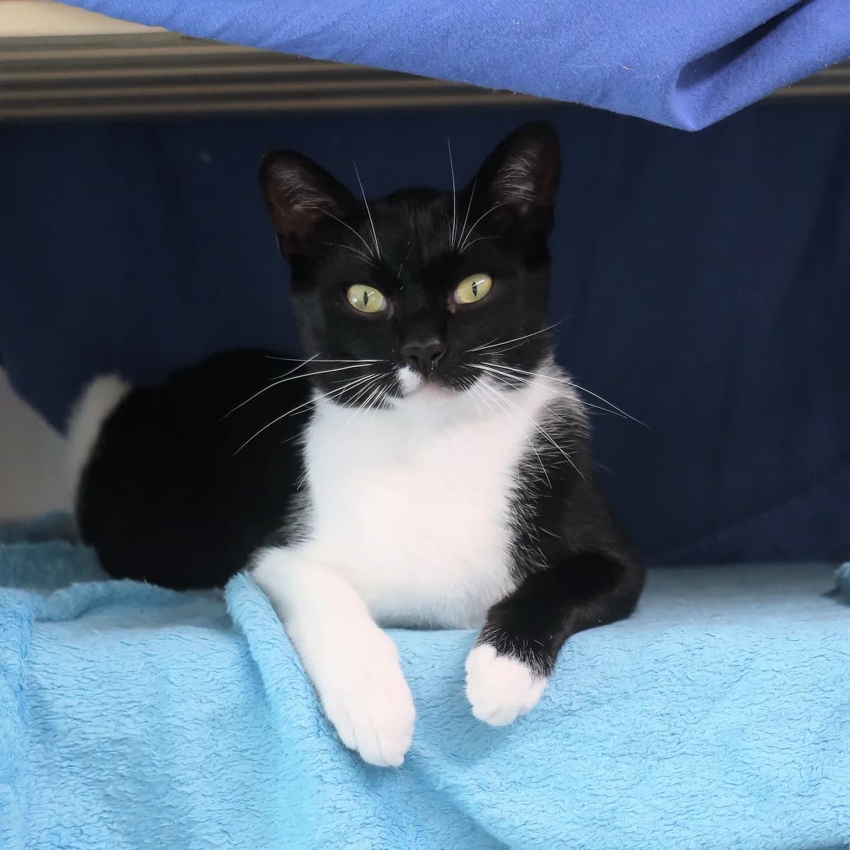 Aslan, male European Shorthair for adoption at BMT Tierheim Pfullingen, Pfullingen — photo 4 of 6