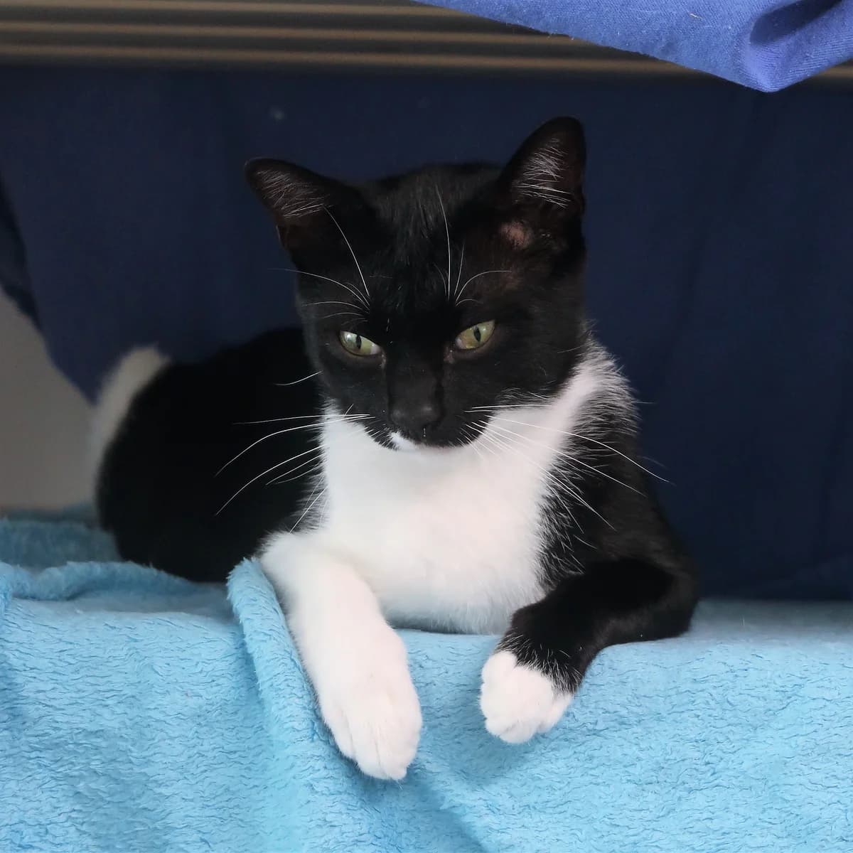 Aslan, male European Shorthair for adoption at BMT Tierheim Pfullingen, Pfullingen — photo 5 of 6