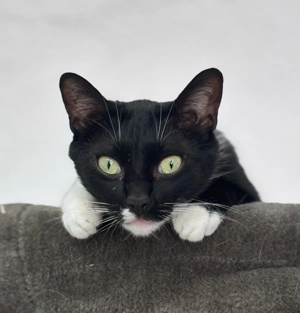 Aslan, male European Shorthair for adoption at BMT Tierheim Pfullingen, Pfullingen — photo 6 of 6