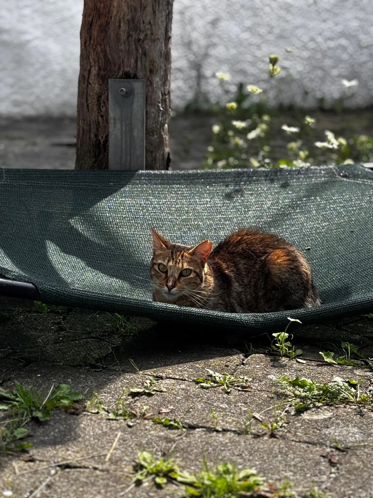 Wilma, female European Shorthair for adoption at BMT Tierheim Pfullingen, Pfullingen