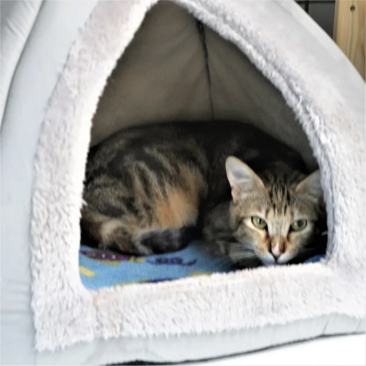 Wilma, female European Shorthair for adoption at BMT Tierheim Pfullingen, Pfullingen — photo 2 of 4