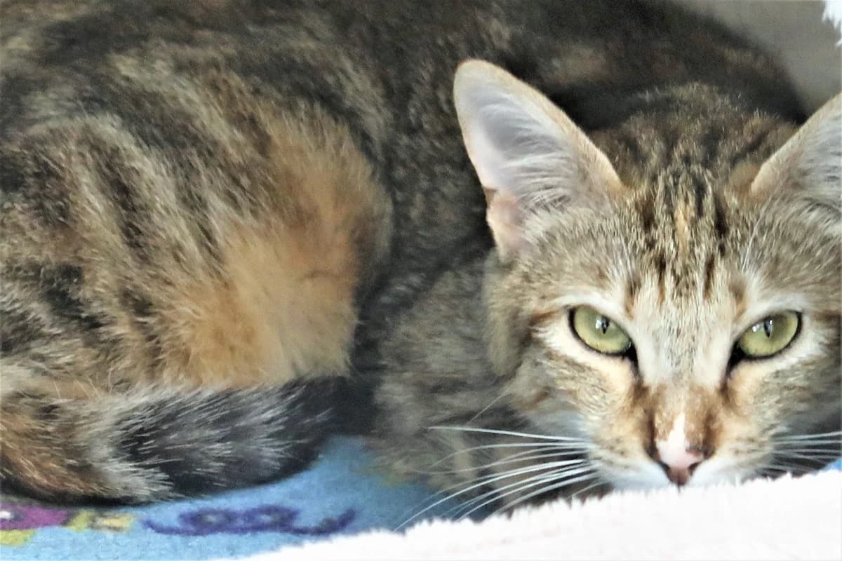 Wilma, female European Shorthair for adoption at BMT Tierheim Pfullingen, Pfullingen — photo 3 of 4