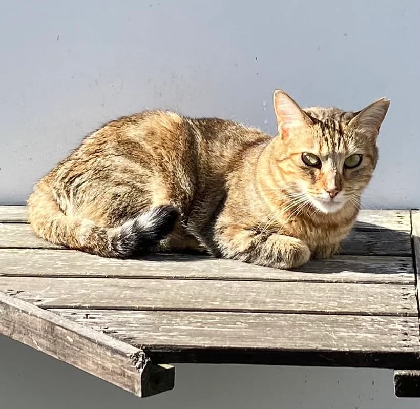 Wilma, female European Shorthair for adoption at BMT Tierheim Pfullingen, Pfullingen — photo 4 of 4