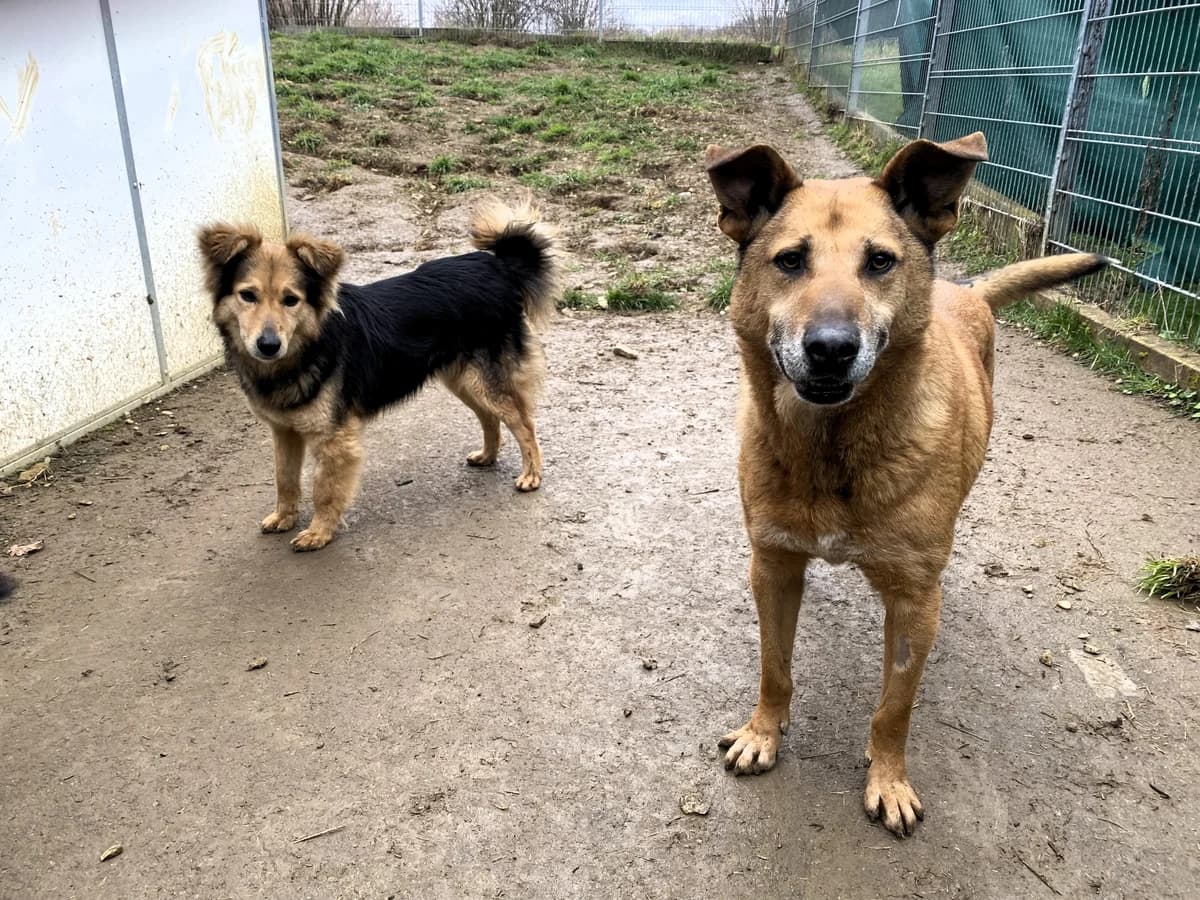 Jim, male senior Mixed Breed for adoption at BMT Tierheim Pfullingen, Pfullingen