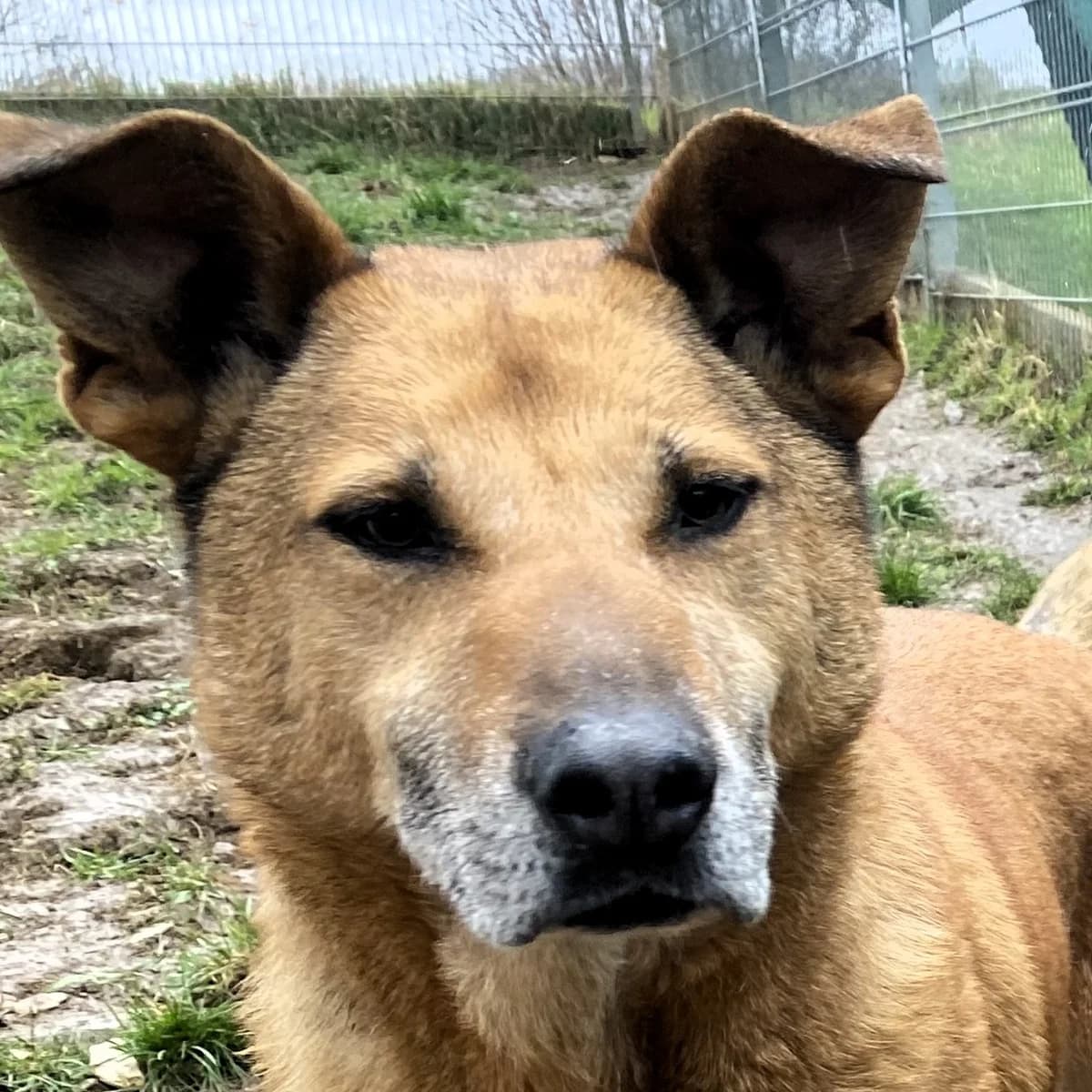 Jim, male Mixed Breed for adoption at BMT Tierheim Pfullingen, Pfullingen — photo 2 of 10