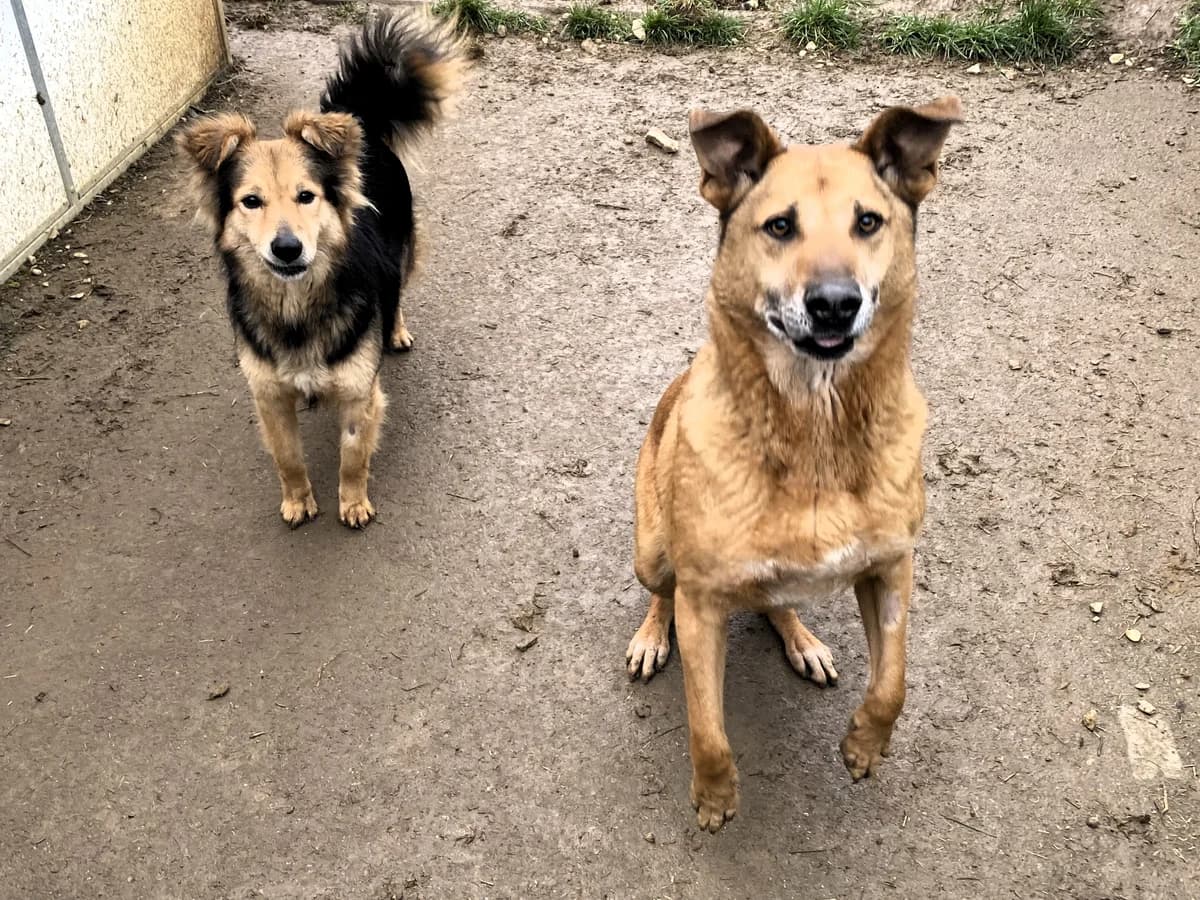 Jim, male Mixed Breed for adoption at BMT Tierheim Pfullingen, Pfullingen — photo 3 of 10