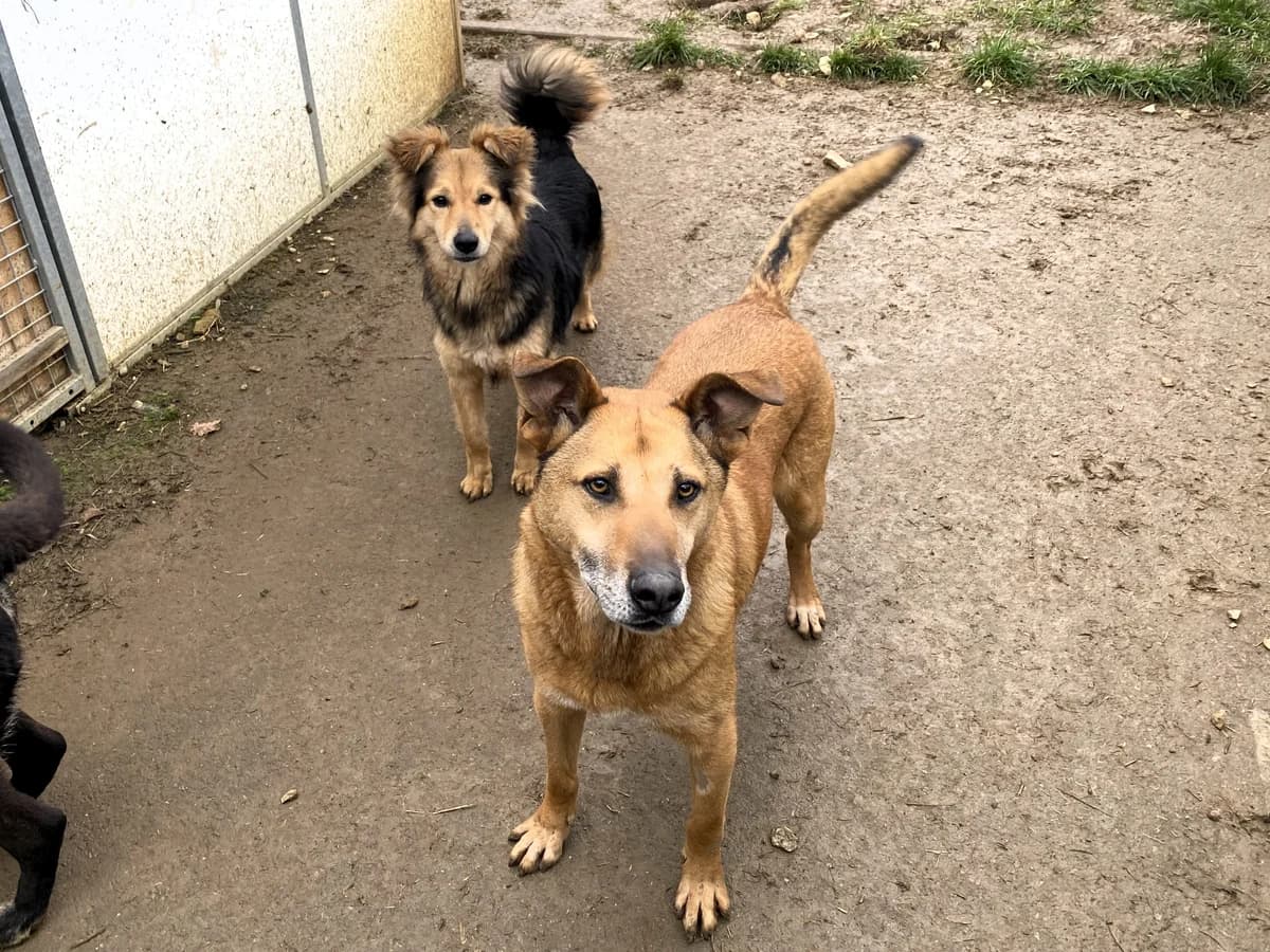 Jim, male Mixed Breed for adoption at BMT Tierheim Pfullingen, Pfullingen — photo 4 of 10